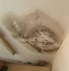 How Fast Does Mold Grow After Water Damage?