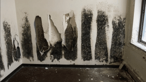 Black Mold vs Regular Mold | Rochester Restoration