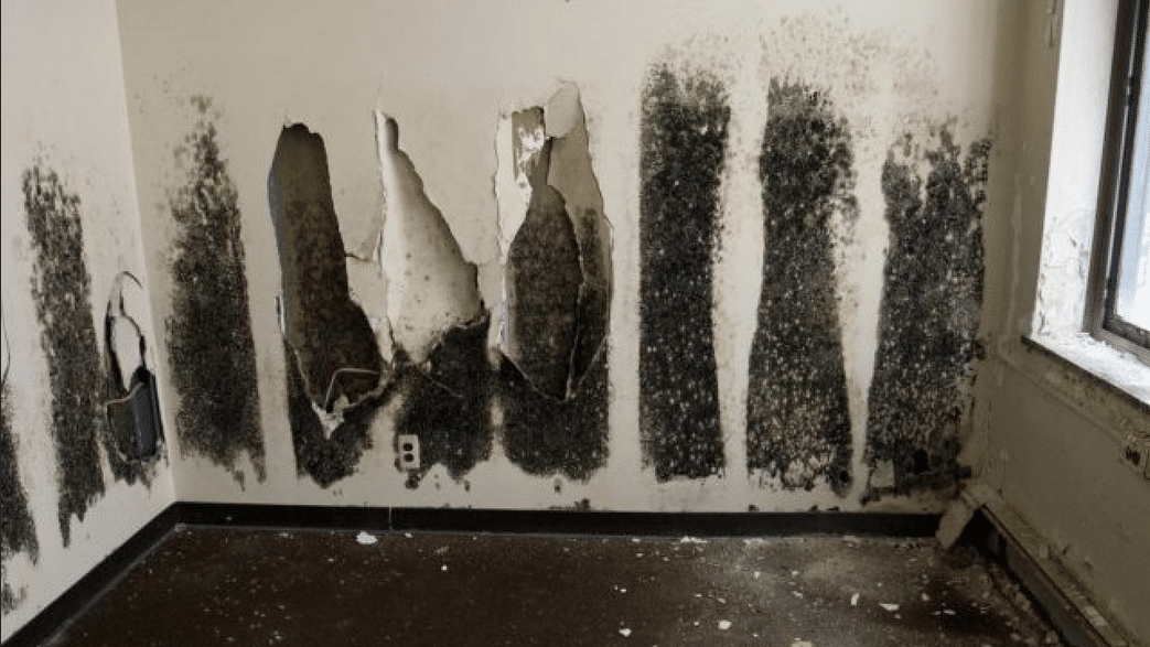 Black Mold vs Regular Mold | Rochester Restoration